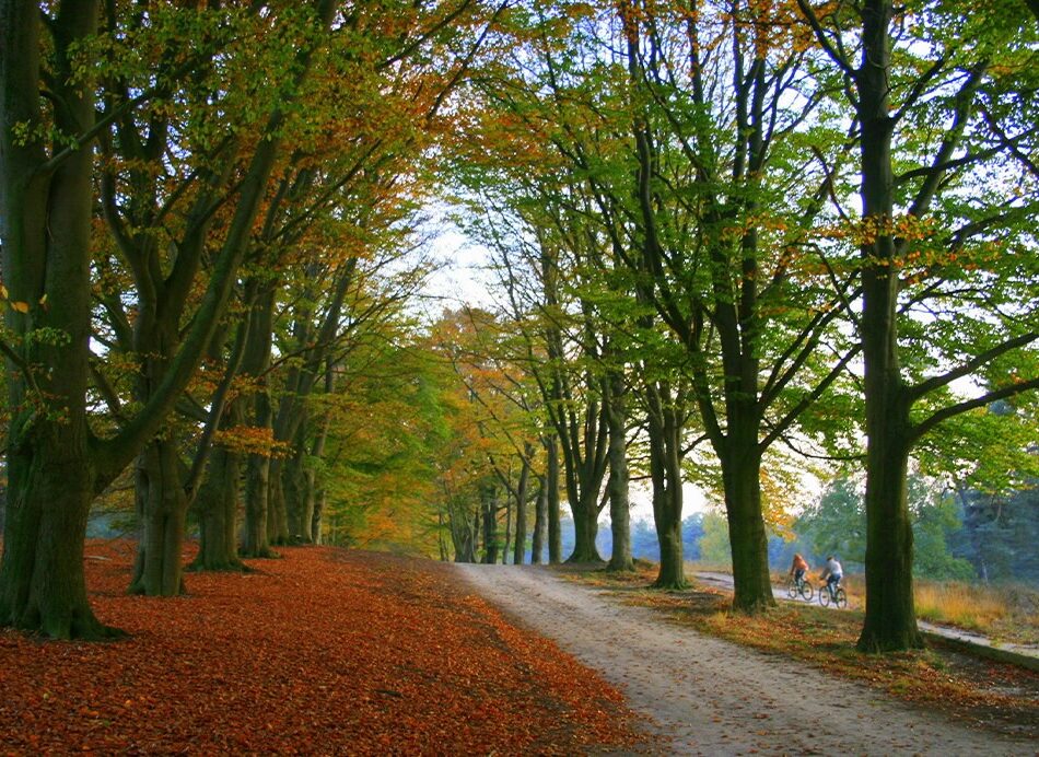 bosrijke fietsroutes