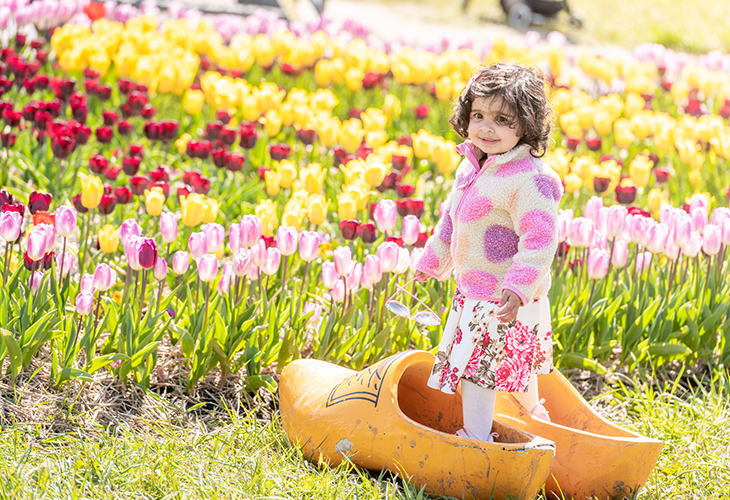 Tulpenfestival
