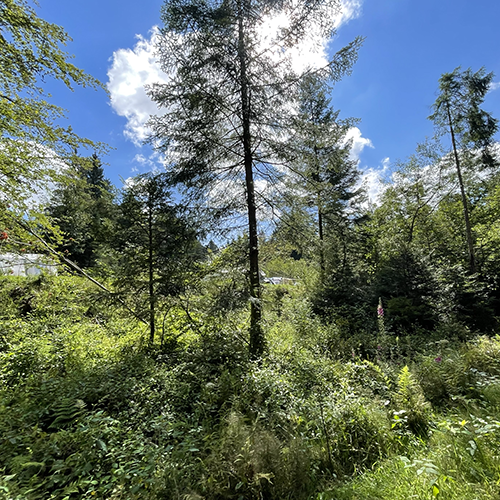 Groen La Sténiole