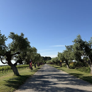 Benimar Panama Mas la Boella