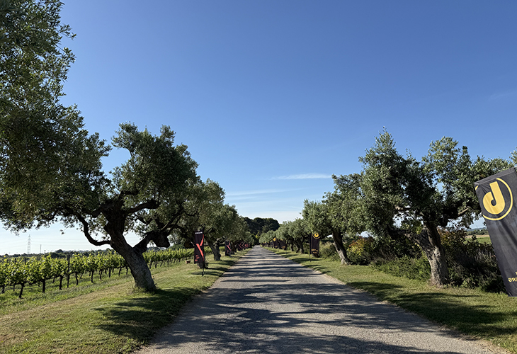 Benimar Panama Mas la Boella