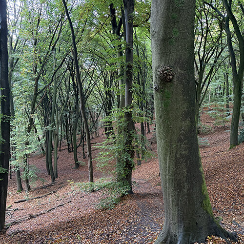 Bos Berg en Dal