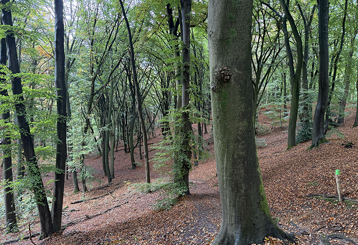 Bos Berg en Dal