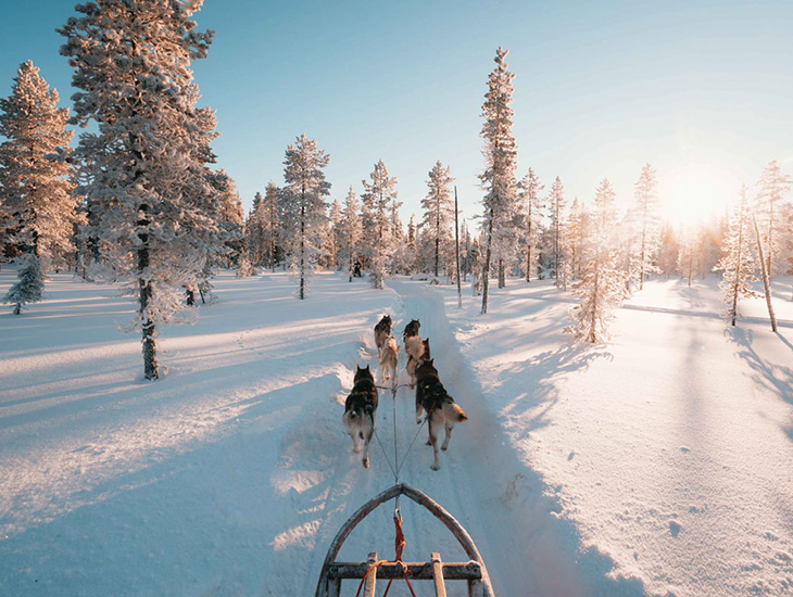 Fins Lapland husky Fins Lapland husky