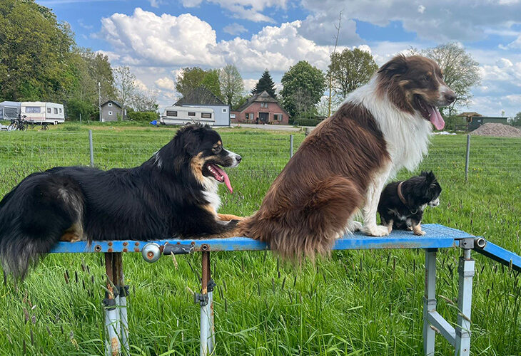 Camping Höpkens hond