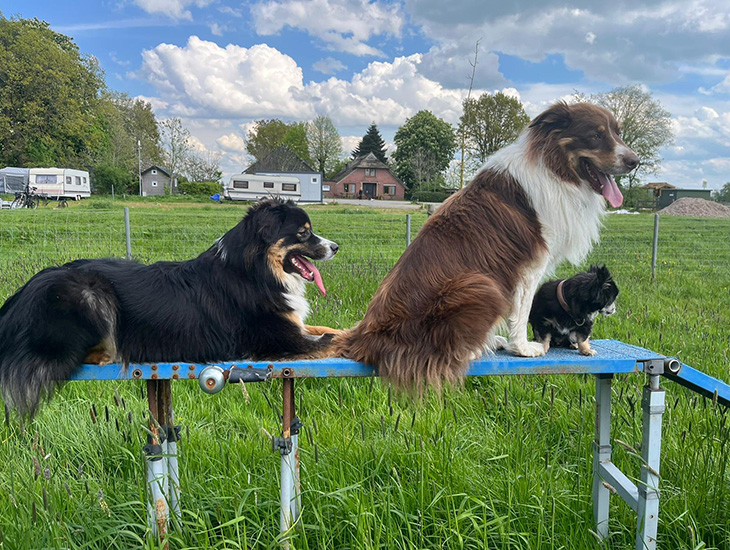Camping Höpkens hond