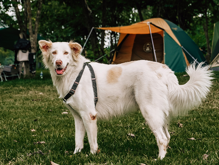 Hondvriendelijke campings in Frankrijk