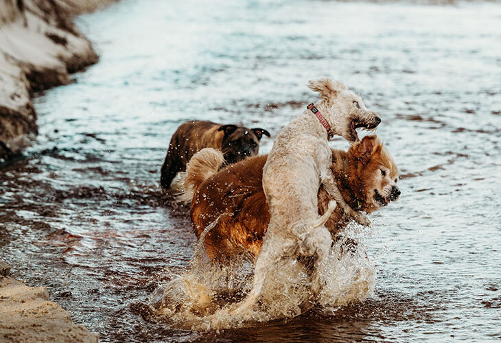 Hondvriendelijke campings in Frankrijk