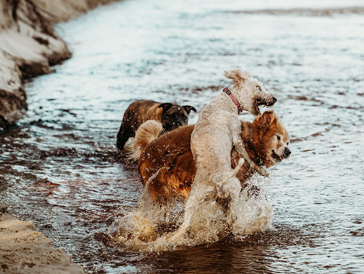 Hondvriendelijke campings in Frankrijk