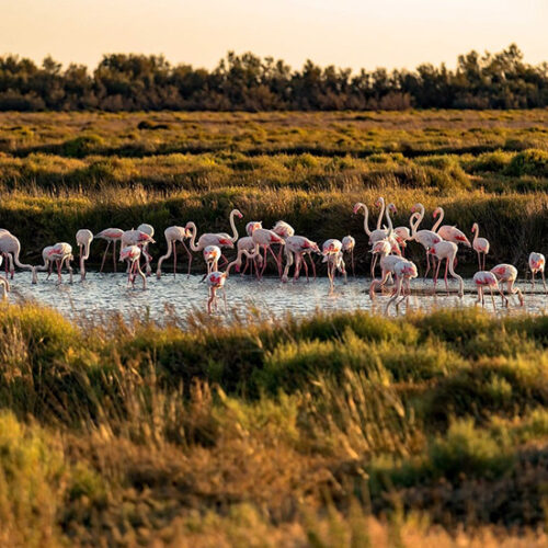 Camargue
