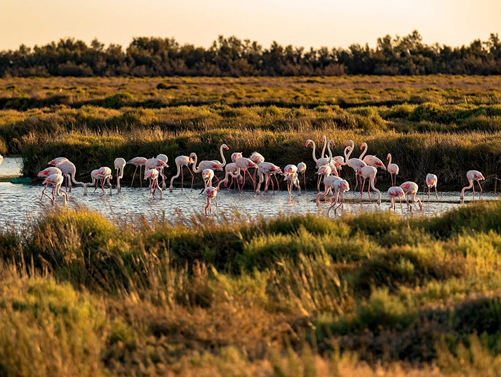 Camargue