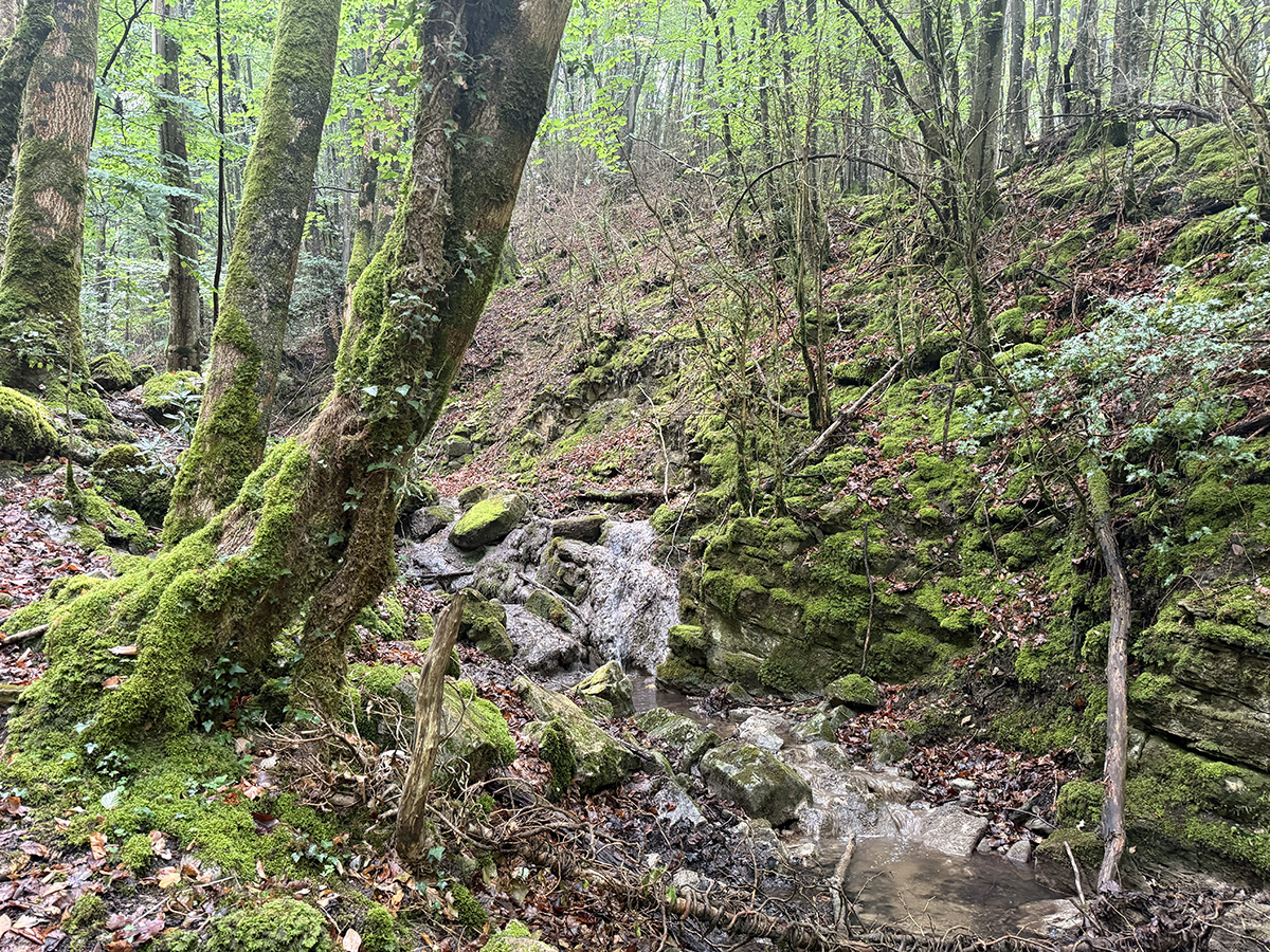 Wandeling Aux Sources de Barberolle door bosrijk gebied