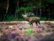 Hoge Veluwe hert