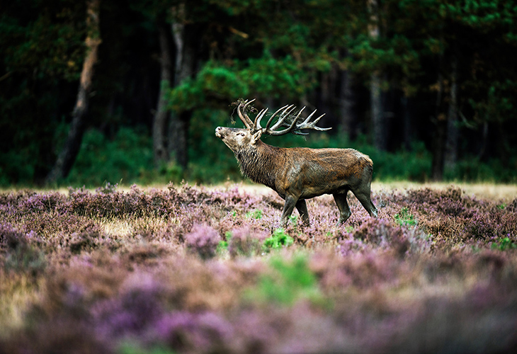 Hoge Veluwe hert